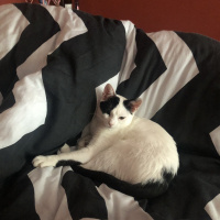 Tekir Kedi, Kedi  Mila fotoğrafı