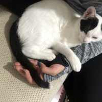 Tekir Kedi, Kedi  Mila fotoğrafı