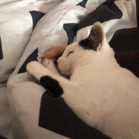 Tekir Kedi, Kedi  Mila fotoğrafı