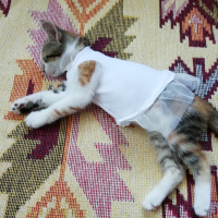 Tekir Kedi, Kedi  Çakıl fotoğrafı