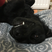 Rottweiler, Köpek  rasha fotoğrafı
