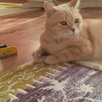 Tekir Kedi, Kedi  Leblebi fotoğrafı