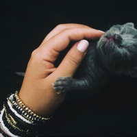 British Shorthair, Kedi  Boncuk fotoğrafı