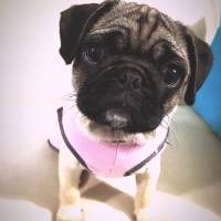 Pug, Köpek  Pati fotoğrafı