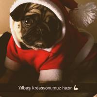 Pug, Köpek  Pati fotoğrafı