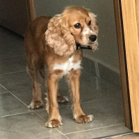 İngiliz Cocker Spaniel, Köpek  Karamel fotoğrafı