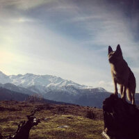 Alman Çoban Köpeği, Köpek  Raskolnikov fotoğrafı