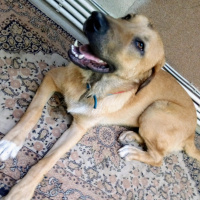 Kangal, Köpek  Leydi fotoğrafı
