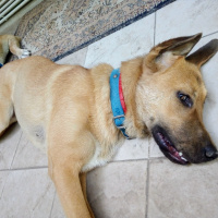 Kangal, Köpek  Leydi fotoğrafı