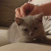 British Shorthair, Kedi  minik fotoğrafı
