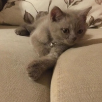 British Shorthair, Kedi  minik fotoğrafı