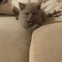 British Shorthair, Kedi  minik fotoğrafı