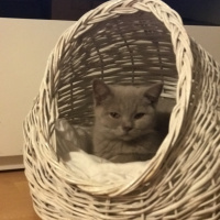 British Shorthair, Kedi  minik fotoğrafı