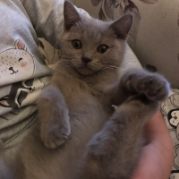 British Shorthair, Kedi  minik fotoğrafı