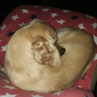 İngiliz Cocker Spaniel, Köpek  UmudaYolculuk fotoğrafı