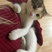 Tekir Kedi, Kedi  Prenses fotoğrafı