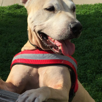 Staffordshire Bull Terrier, Köpek  Keje fotoğrafı