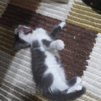 Tekir Kedi, Kedi  Ares fotoğrafı