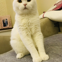 Scottish Fold, Kedi  Rıfkı fotoğrafı