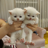 Scottish Fold, Kedi  Rıfkı fotoğrafı
