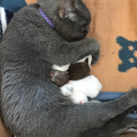 Scottish Fold, Kedi  Rıfkı fotoğrafı