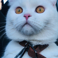 Scottish Fold, Kedi  Rıfkı fotoğrafı