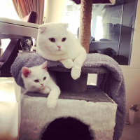 Scottish Fold, Kedi  Rıfkı fotoğrafı