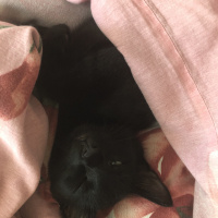 Tekir Kedi, Kedi  Çona (전하) fotoğrafı