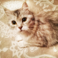 Chinchilla, Kedi  Çilek fotoğrafı