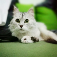 Chinchilla, Kedi  Çilek fotoğrafı