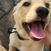 Golden Retriever, Köpek  Arni fotoğrafı