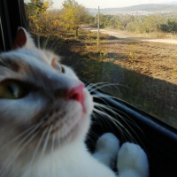 Tekir Kedi, Kedi  Kahve fotoğrafı