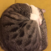 Tekir Kedi, Kedi  Babür fotoğrafı