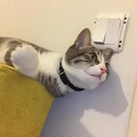Tekir Kedi, Kedi  Babür fotoğrafı