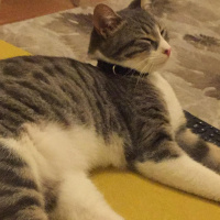 Tekir Kedi, Kedi  Babür fotoğrafı