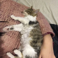 Tekir Kedi, Kedi  Oğluş fotoğrafı