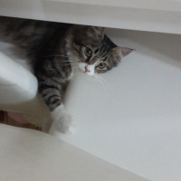 Tekir Kedi, Kedi  Şakir fotoğrafı