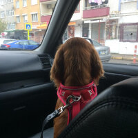 Amerikan Cocker Spaniel, Köpek  Maya fotoğrafı