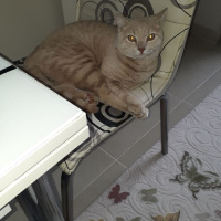 British Shorthair, Kedi  Minik fotoğrafı