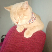 British Shorthair, Kedi  Minik fotoğrafı