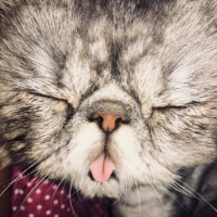 İran Kedisi (Persian), Kedi  Beyefendi fotoğrafı