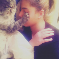 İran Kedisi (Persian), Kedi  Beyefendi fotoğrafı