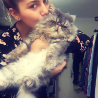 İran Kedisi (Persian), Kedi  Beyefendi fotoğrafı
