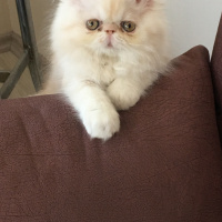 İran Kedisi (Persian), Kedi  Beyefendi fotoğrafı