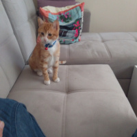 Tekir Kedi, Kedi  Tekir fotoğrafı