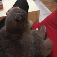 Scottish Fold, Kedi  Lina fotoğrafı