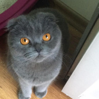Scottish Fold, Kedi  Lina fotoğrafı