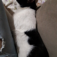 Tuxedo (Smokin) Kedi, Kedi  Luffy fotoğrafı