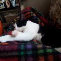 Tuxedo (Smokin) Kedi, Kedi  Luffy fotoğrafı