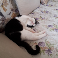 Tuxedo (Smokin) Kedi, Kedi  Luffy fotoğrafı